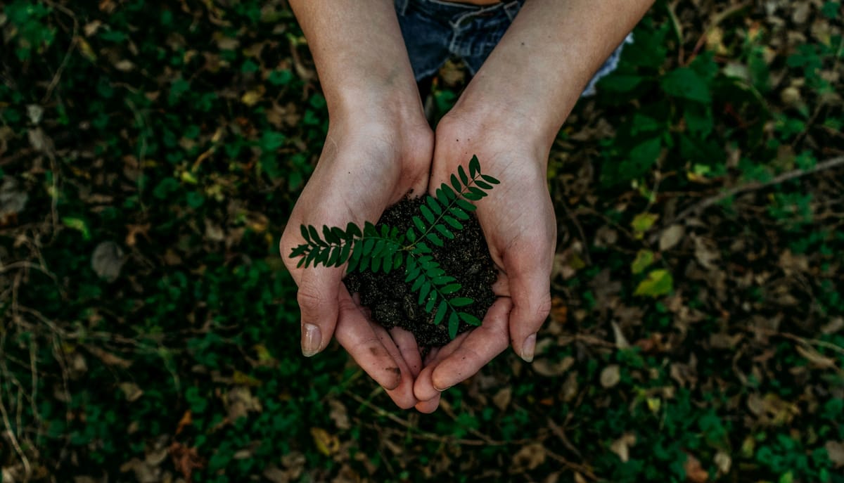 hands holding leaf and soil